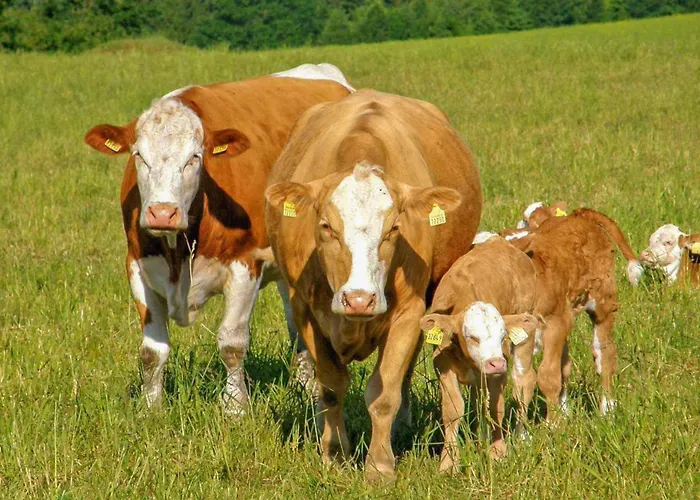 Apartament Neuhausen Neuwernsdorf